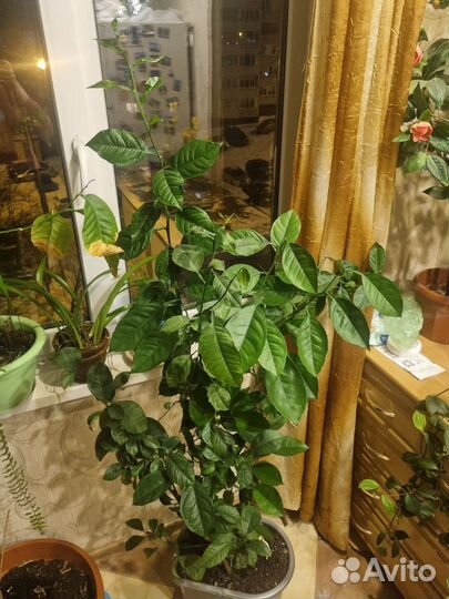 Цитрусовое дерево