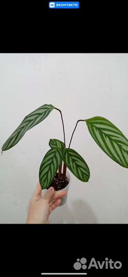 Монстера вариегатная Альба