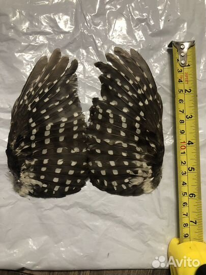 Крылья,перья,лапки