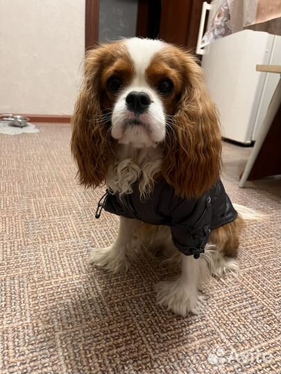 Куртка для собак мелких пород