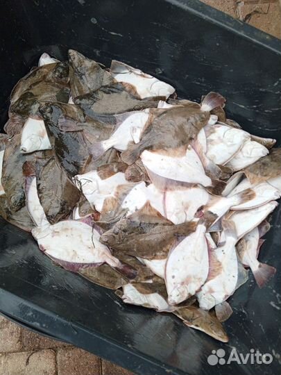 Живая рыба лосик