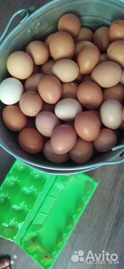 Домашние яйца