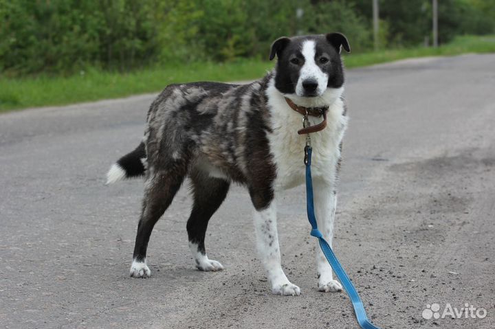 Собака Бакс