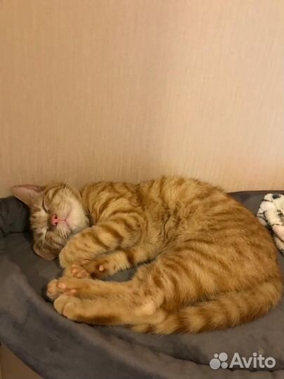 Рыжее счастье в дом