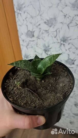 Комнатные цветы разные