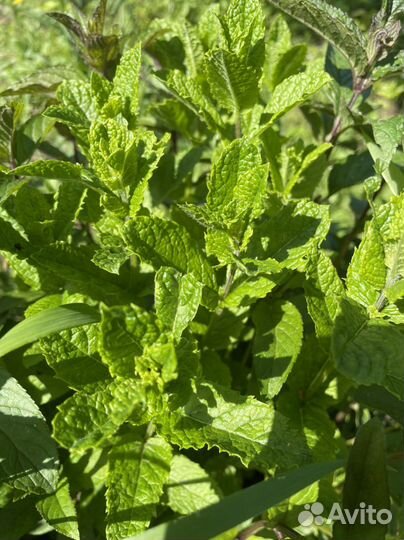 Мята 3 вида