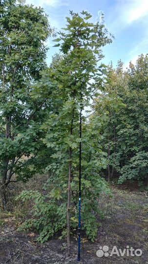 Клён Остролистный Высота 4метра штамбовой