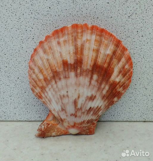 Гребешок 6,1*5,4 морская ракушка раковина