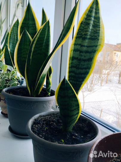 Сансевиерия лауренти сортовая