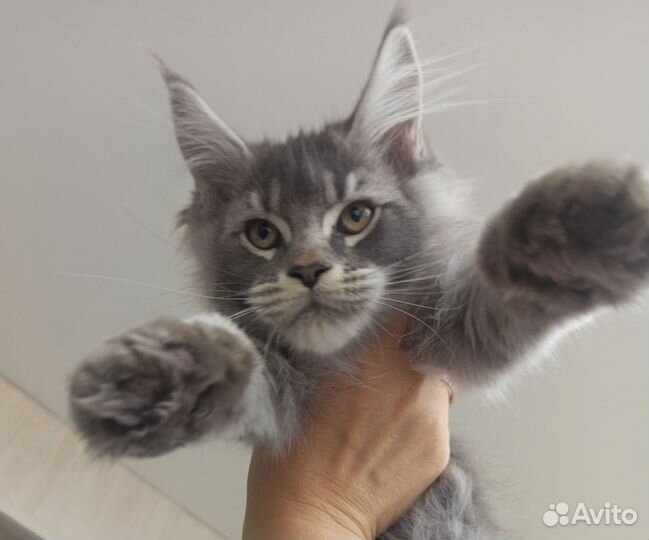 Мейн-кун кот