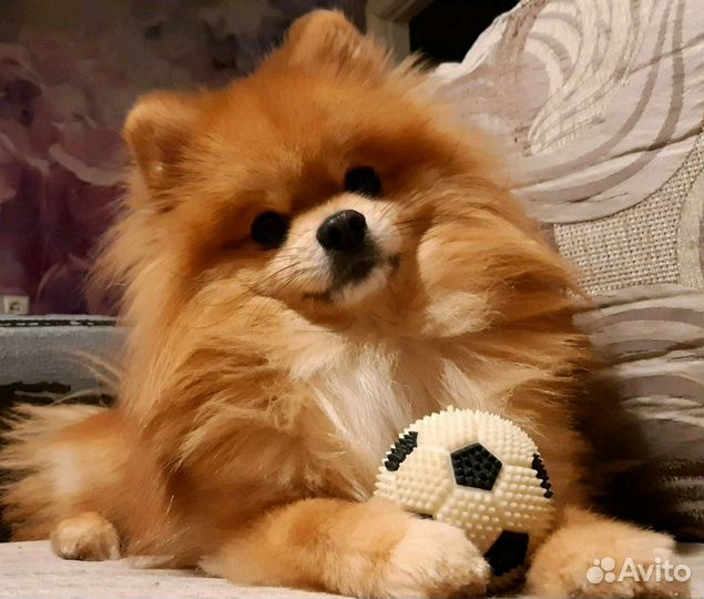 Вязка. Немецкий шпиц