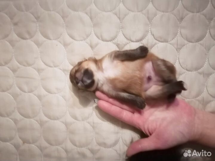 Щенки шпица мини мишка