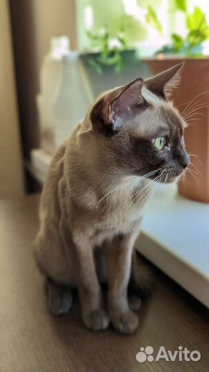 Бурманская кошка
