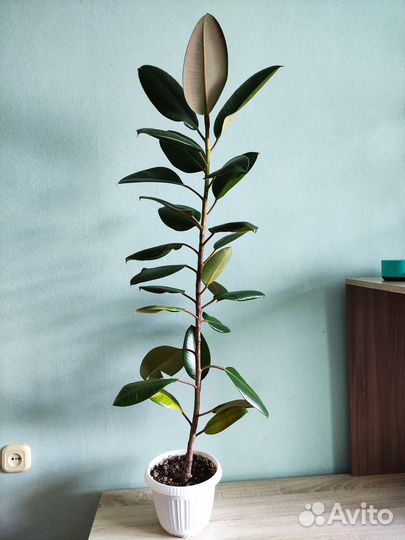 Взрослые фикусы