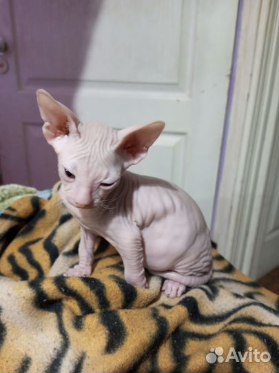 Донской сфинкс котята