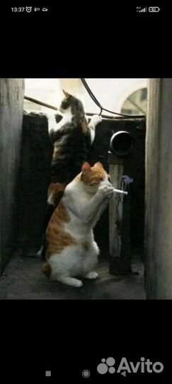 Британская кошка в дар