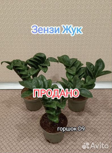 Замиокулькас Зензи, жук, Равен,Компакт, Мидори