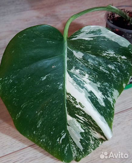 Монстера альба