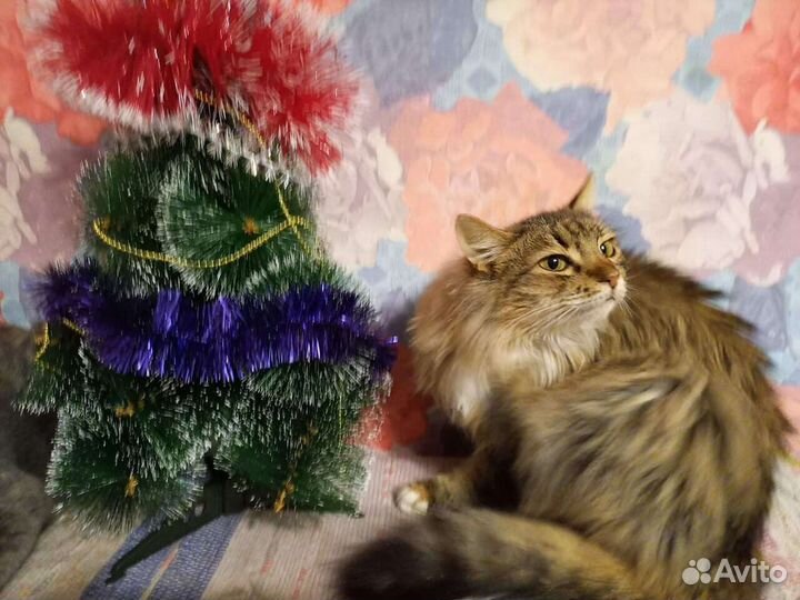 Ксюша ищет дом, стерилизована