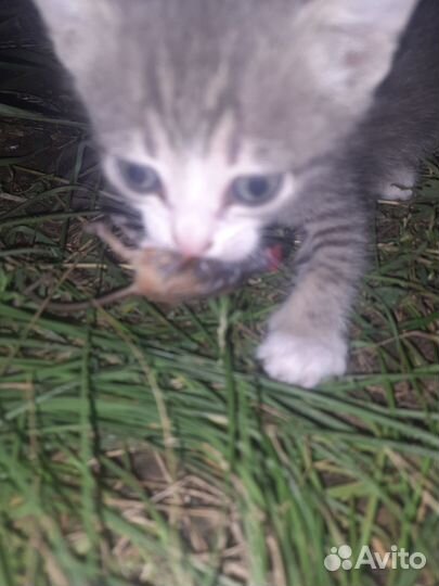 Кошка в дар бесплатно мышеловка