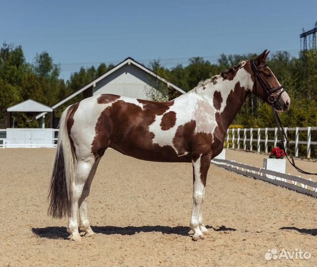 Пегая кобыла-учитель