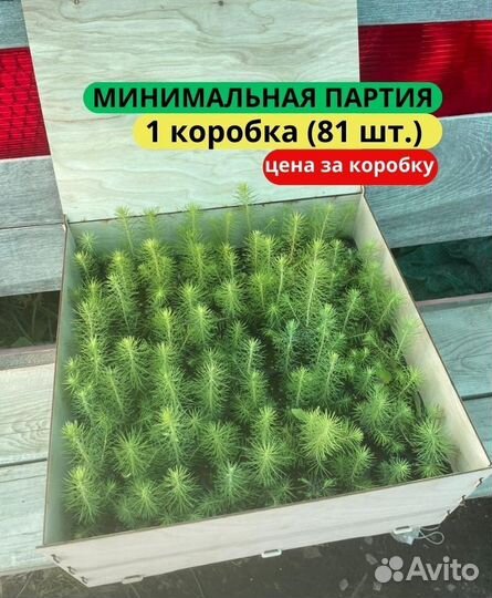 Сеянцы сосны обыкновенной зкс от производителя