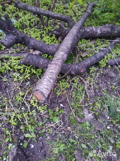 Продам дрова