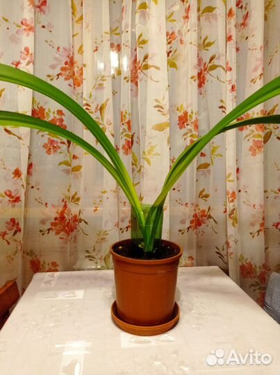 Комнатные цветы