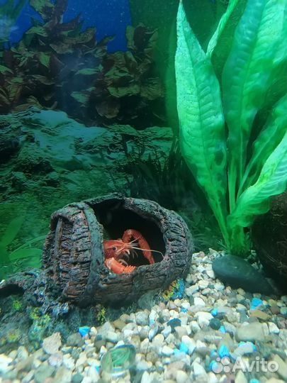 Калифорнийский(флоридский) красный рак аквариумный