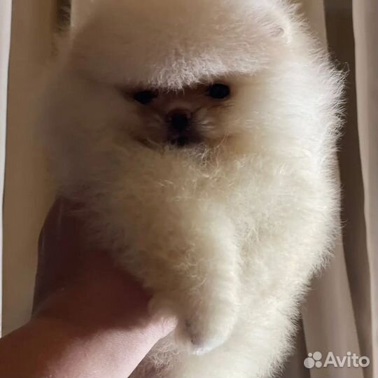 Микро мальчик и девочка померанского шпица