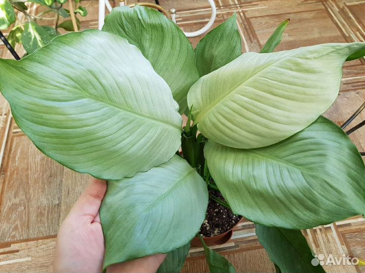 Спатифиллум Spilt Milk круглый лист (спилт милк)