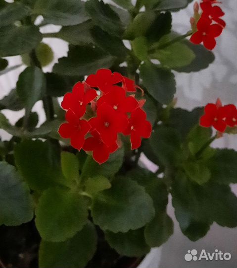 Каланхоэ Красный