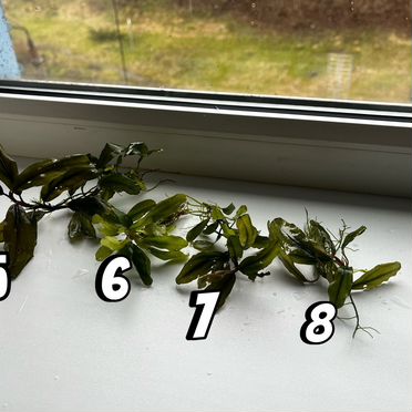 Аквариумное растение