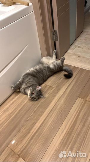 Отдам бесплатно кота в добрые руки