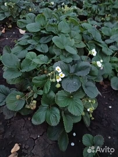 Клубника ремонтантная