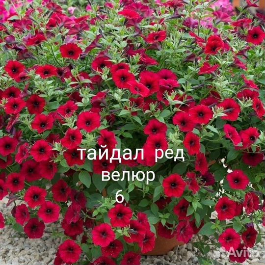 Петуния вегетативная, семенная