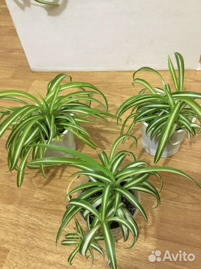 Хлорофитум кучерявый и обычный.Комнатные растения