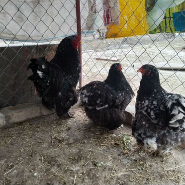 Инкубационное яйцо