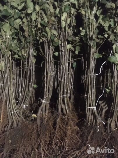 Яблоня Айдарет, Флорина, Женева Эрли, Стар Кримсон