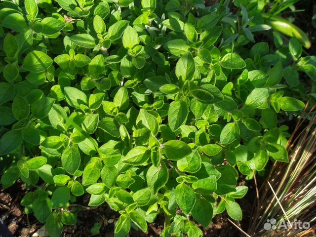 Пряные травы (майоран, мелисса, мята, монарда)