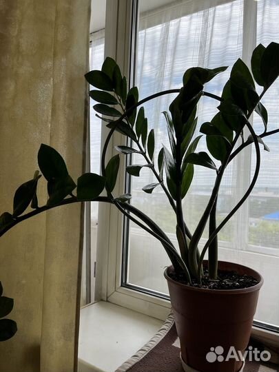 Замиокулькас