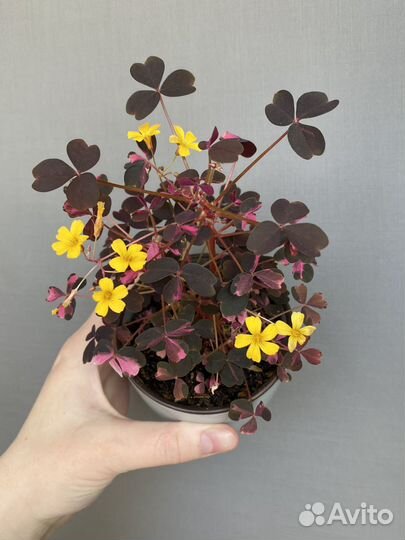 Оксалис crazy plum