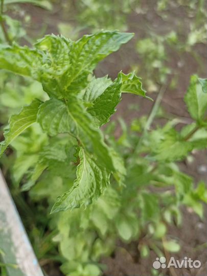 Мята сортовая