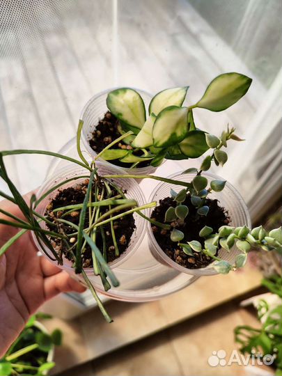 Набор растений с красивой листвой хойи