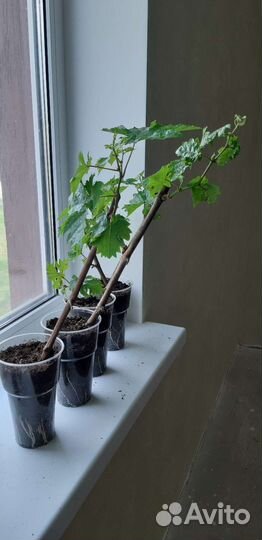 Саженцы винограда