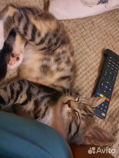 Кошечка Милашка