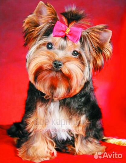 Алмазная мозаика 40x50 Собачка с розовым бантиком