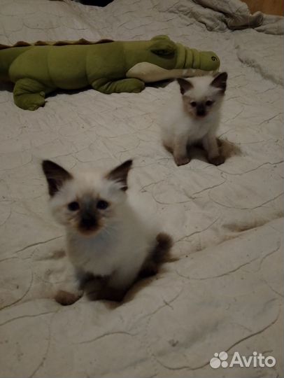 Котята
