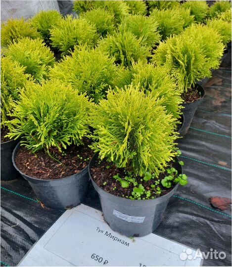 Саженец Туя-Смарагд Ель.Костер Можжевельник Кедр