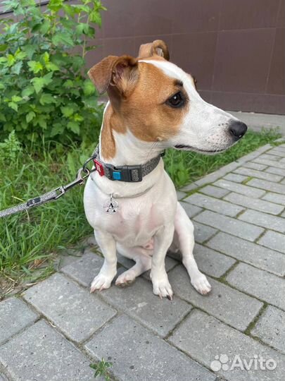 Адресник из эпоксидной смолы для собак